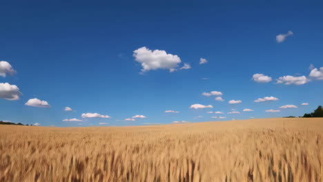 wheat field under a blue sky
