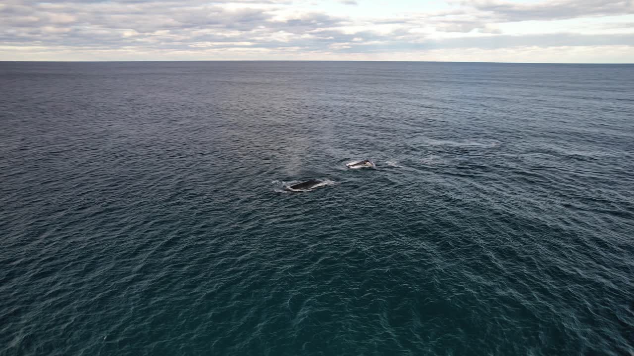 Seascape With Humpback Whales Swimming And Blowing Water In NSW, Australia - Drone Shot