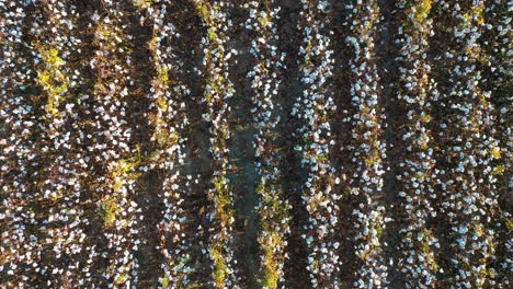 Extreme-rising-straight-down-vista-aérea-over-a-vast-cotton-field-goes-from-a-single-row-of-plants-to-a-vast-and-open-farm