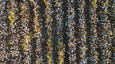 elevación extrema hacia abajo de la antena sobre un vasto campo de algodón que va desde una sola hilera de plantas hasta una vasta y abierta granja