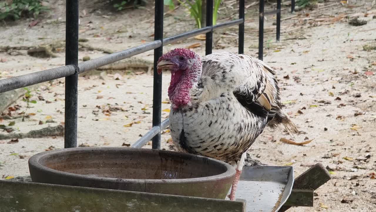 pavo en el zoológico