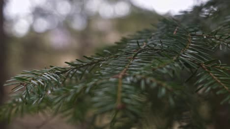 View-of-aged,-healthy-and-vibrantly-green-evergreen-branch