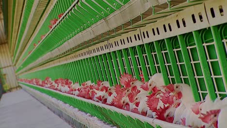 close up of many hens locked in cage eating by sticking their heads through it