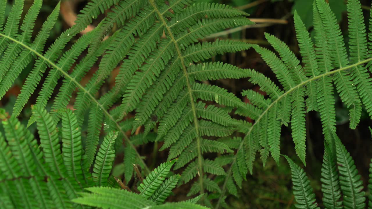 Fronds of a fern humid plant up-close bright green tropical forest nature