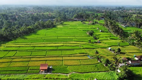 aerial 4k drone footage: breathtaking view of rice fields, villas, tropical beauty near campuhan ridge, ubud, bali