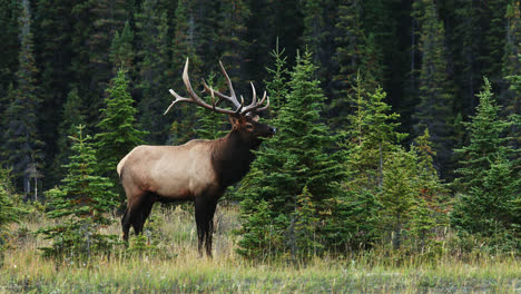 Blick-Auf-Elchbullen-In-Der-Brunft,-Alberta,-Kanada---Totale