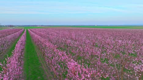 Flowering-Japanese-Apricot-Orchard-In-Mid-winter-In-The-Countryside