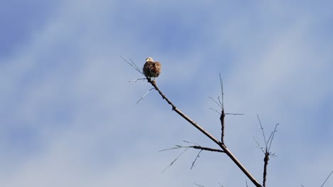 Rugous-winged-Buzzard-Perching-on-the-End-of-The-Branch,-Cloudy-Day