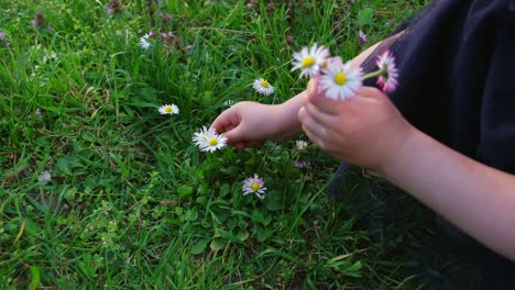 young caucasian girl picking up beautiful daisy flowers on green meadow for flower crown