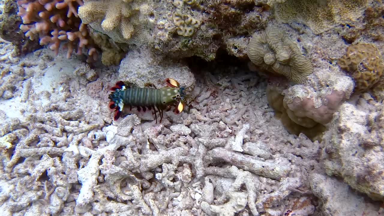 colorido camarón mantis pavo real se escabulle en una cueva submarina de arrecife de coral