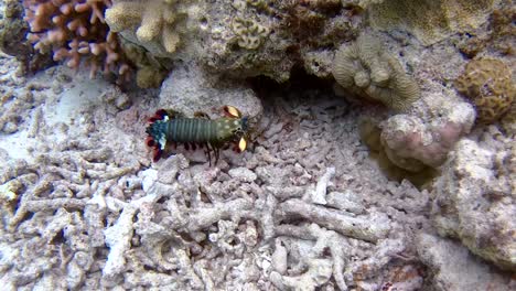 Colorful-Peacock-Mantis-Shrimp-scurries-into-underwater-coral-reef-cave