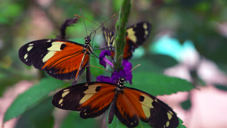 macro shot of orange butterflies sitting on a plant in the mindo cloud forest in ecuador sucking nectar from purple flowers as they flap wings