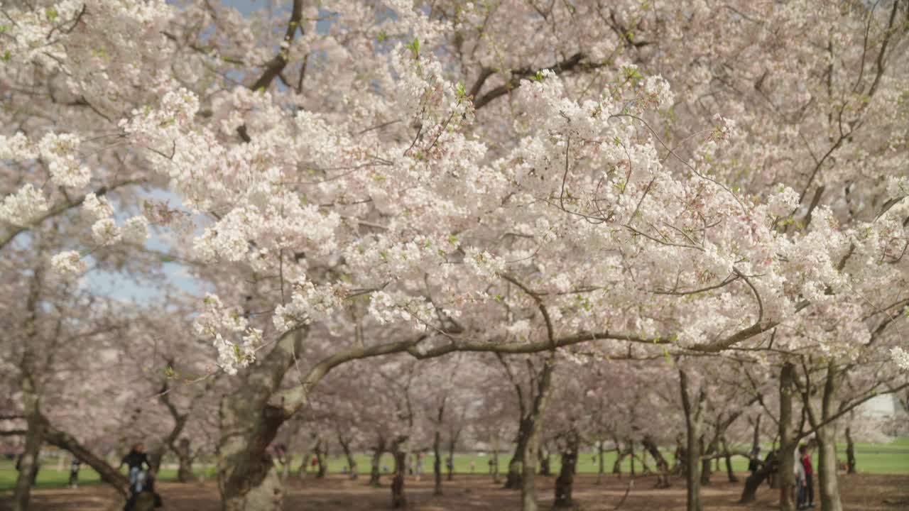 árboles de cerezas en flor en washington, d.c.