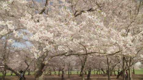 Cherry-Blossom-Trees-in-Washington,-D.C