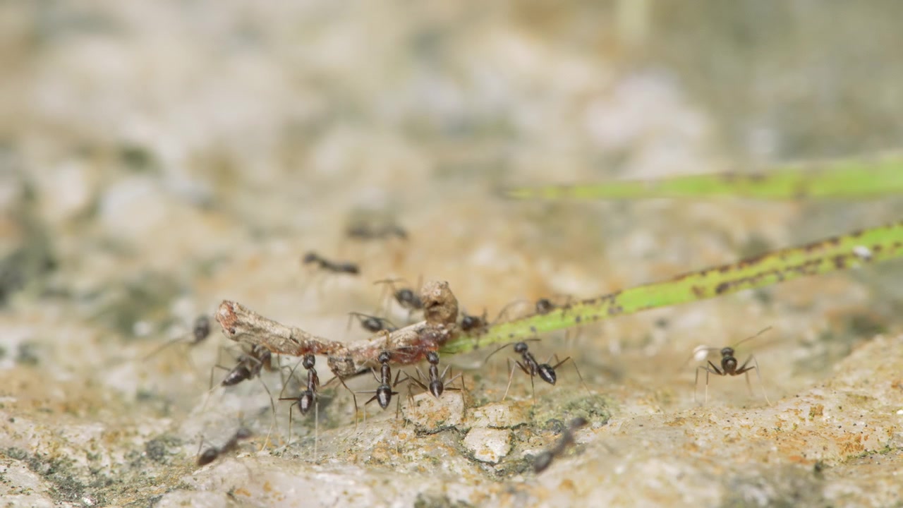 Primo piano di un gruppo di formiche tessitrici che collaborano per trasportare una preda su una superficie di pietra naturale.