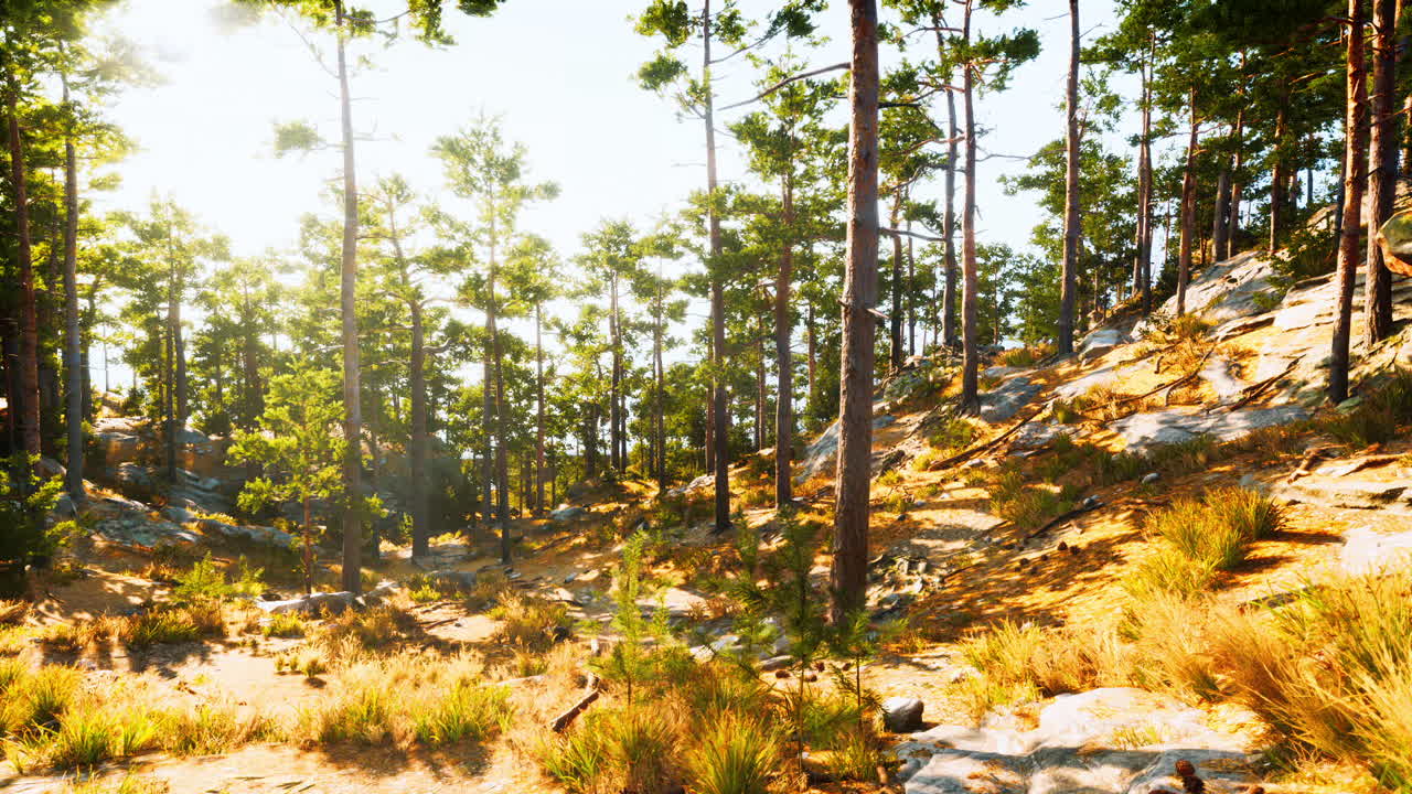 키가 큰 소나무가 있는 평온한 숲의 풍경, 잎을 통해 빛나는 빛, 그리고 바위 언덕으로 올라가는 길