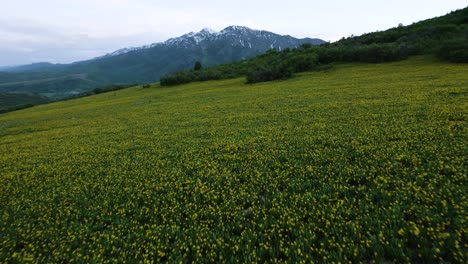 yellow wildflower fields, snow capped mountain peaks of eden utah, drone