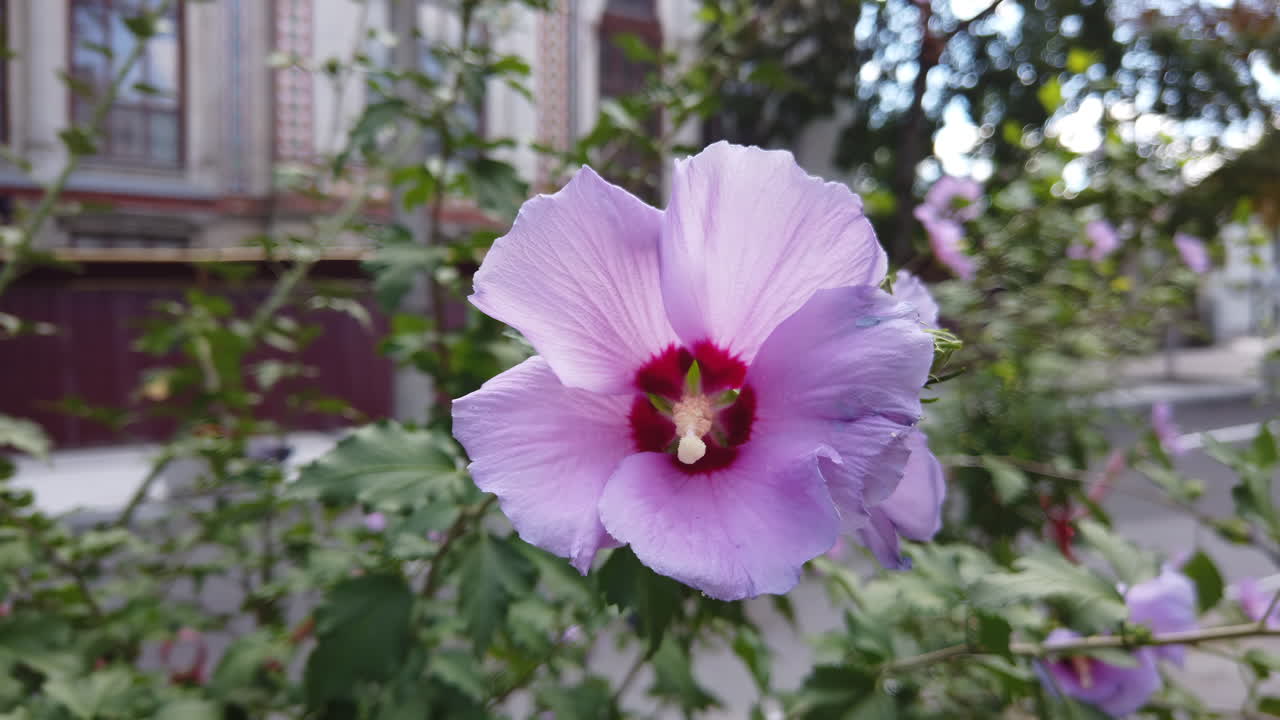 A vibrant hibiscus flower showcases its stunning pink petals and deep red center in a park. The sun illuminates its beauty against a blurred background of greenery