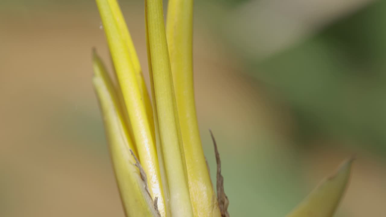heliconia flor macro tiro con hormigas escalando todo
