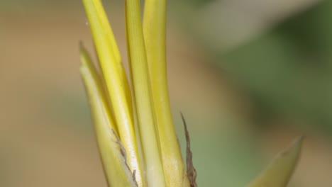 heliconia flower macro shot with ants climbing all