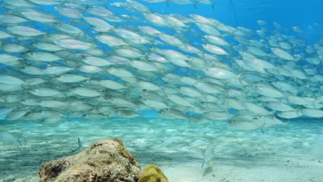 bait ball at the coral reef in the caribbean sea around curacao