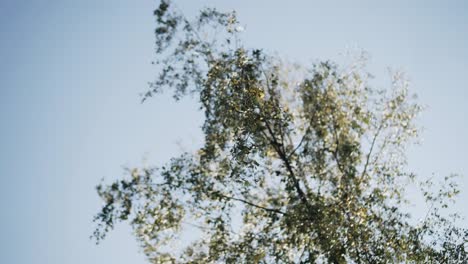 durante el viento, las ramas del árbol se mueven en el viento. se doblan bajo las corrientes de aire