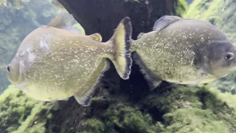 several large glistening fish swim close to the camera