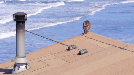 A-Red-Tailed-Hawk-preens-its-feathers-whilst-sitting-atop-a-cabin-in-Steep-Ravine-California-against-an-ocean-backdrop