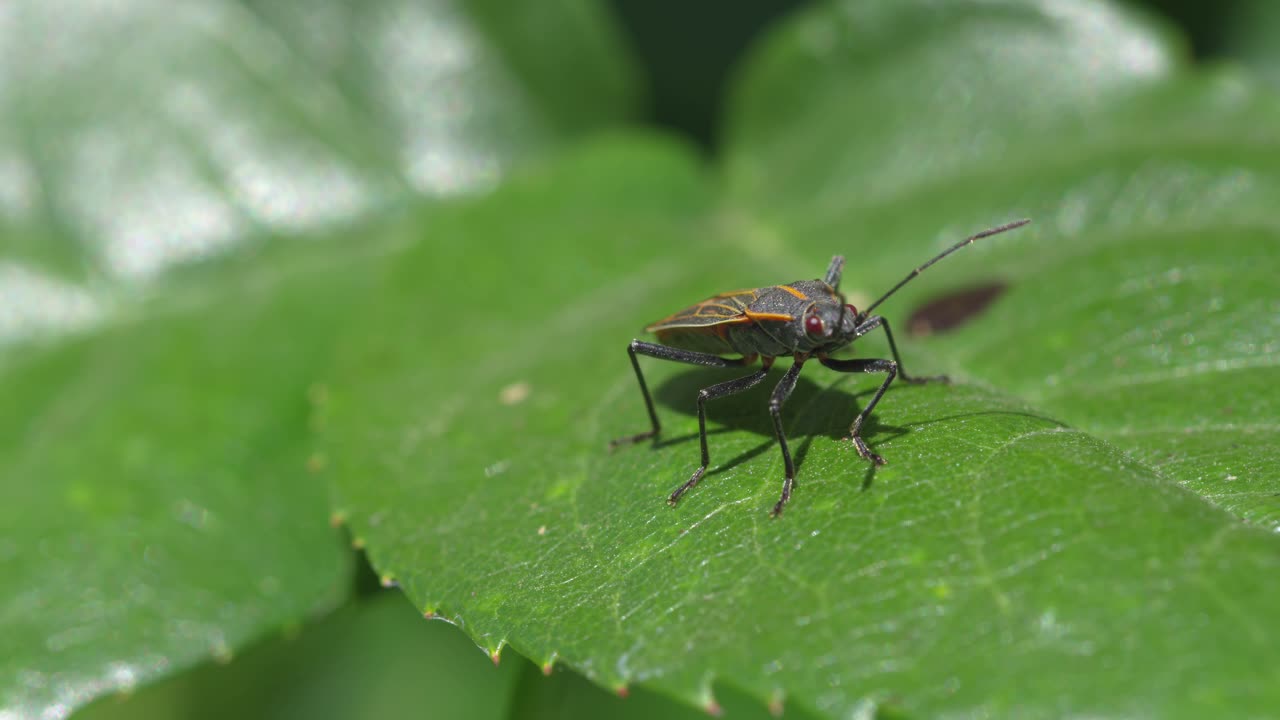 낮 시간 동안 자연 환경에서 초록색 잎에 고 있는 곤충의 클로즈업