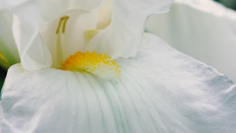 inclinación estable hacia arriba que muestra el centro de una hermosa flor blanca
