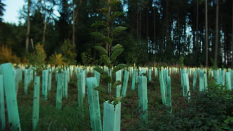 Primer-Plano-De-Un-árbol-En-Crecimiento-En-Un-Campo-De-Renaturalización,-Paralaje-De-Cámara-Alrededor-Del-árbol