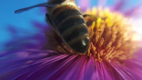 Abeja-De-Miel-En-Una-Flor-De-Jardín-5