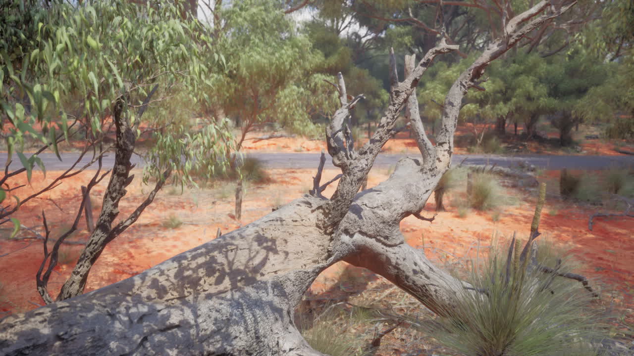 Red Dirt Landscape with Dead Tree