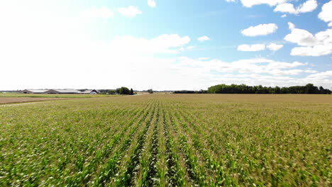 drone footage over corn fields in michigan