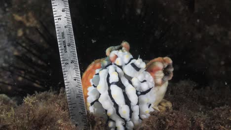 un científico marino mide una gran especie de phyllidia babosa de mar nudibranch en un estudio de investigación de campo