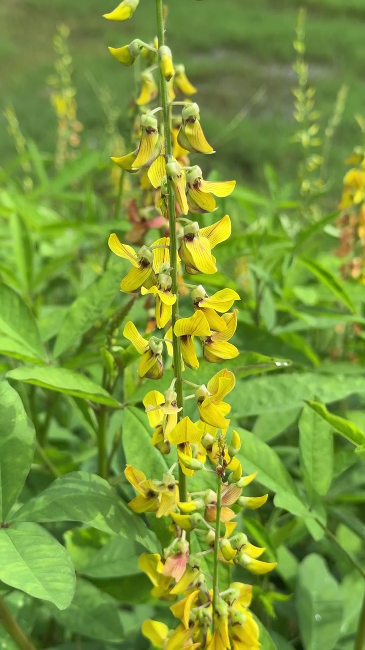 Primo piano di fiori gialli vivaci che ondeggiano in un campo verde.