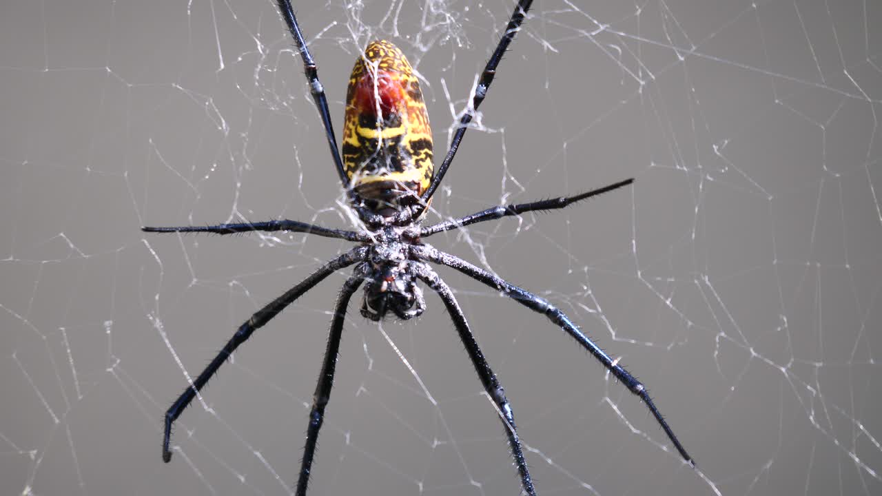 야외에서 화창한 날 동안 웹 그물에서 쉬고 있는 노란색 검은 줄무늬 실크 거미의 총을 닫습니다