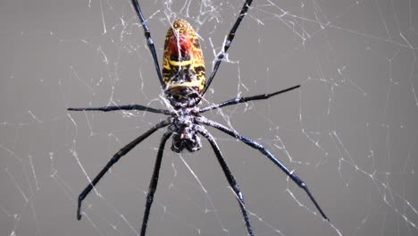 Nahaufnahme-Einer-Gelb-schwarz-Gestreiften-Seidenspinne,-Die-An-Einem-Sonnigen-Tag-Im-Freien-Im-Netz-Ruht