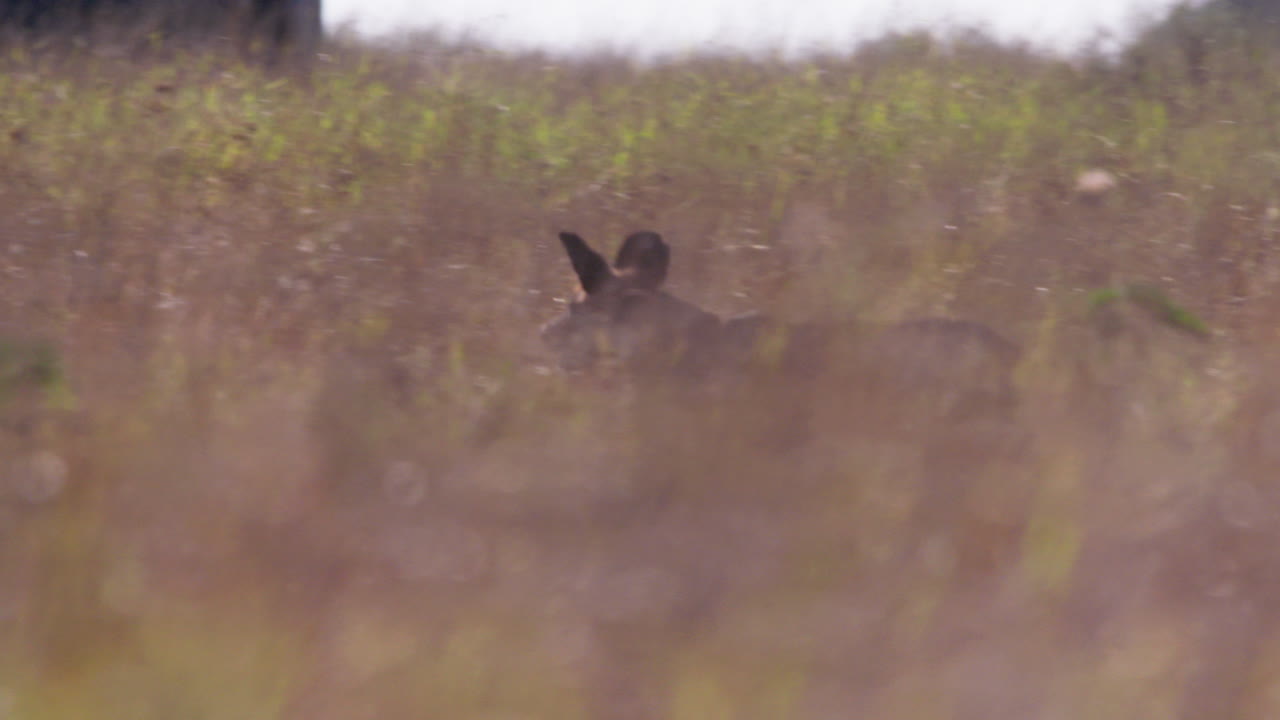 African Wild Dog running through tall grasslands