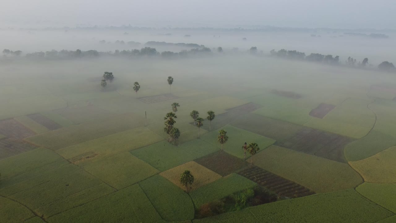 Landsbyens mark er fuldstændig dækket af tåge. Sådan en tåge ses i landområderne i Bengalen i starten af vinteren.