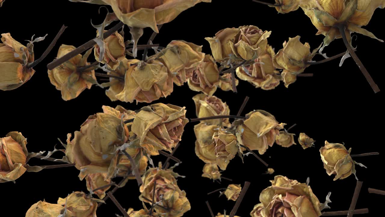 플라이인 로즈 4k