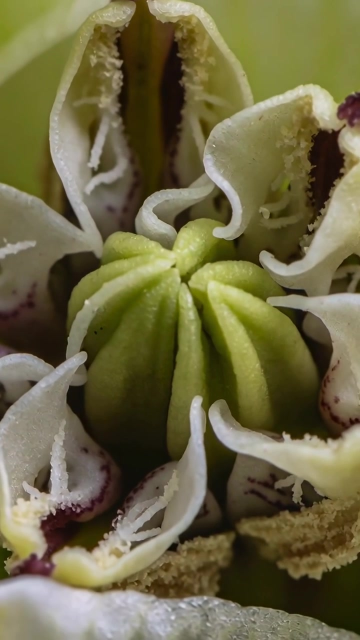 Video verticale: Telecamera con messa a fuoco che si sposta, rivelando il centro di un fiore con pistillo verde e polline in un giardino.