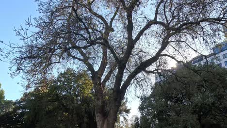 tree branches swaying in the wind