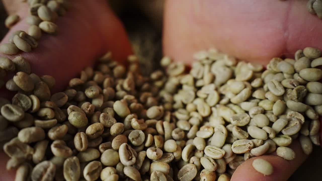 Mani che tengono chicchi di caffè verde