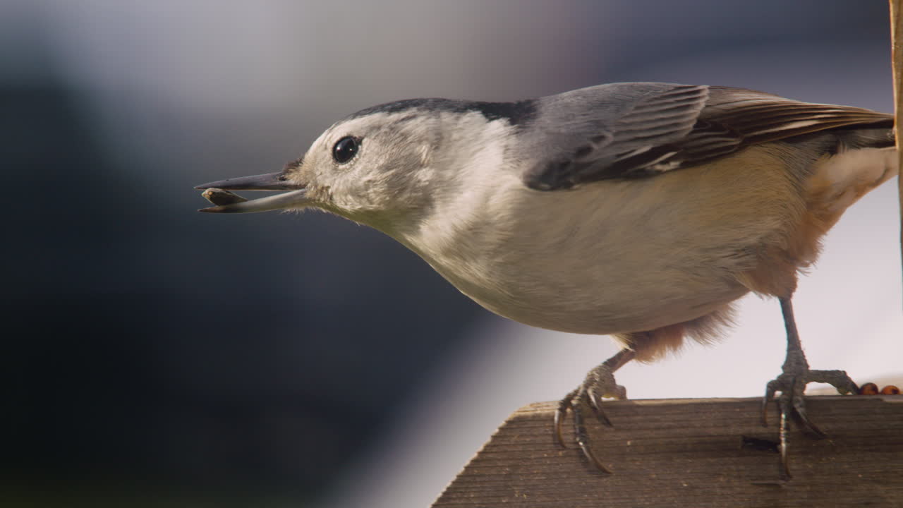 trepatroncos de pecho blanco con semillas en la boca en un comedero para pájaros en pennsylvania, u