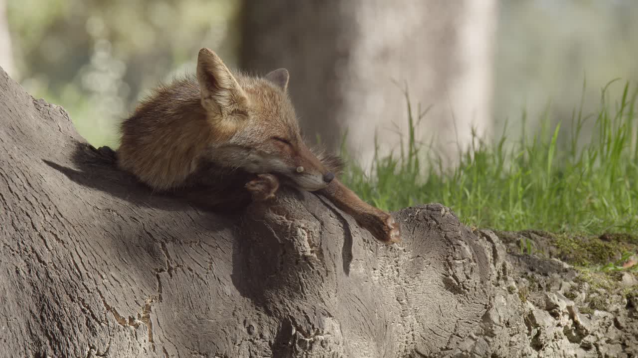 Traveling of female red fox (vulpes vulpes) resting next its den, during the breeding season in the Tiétar Valley, in Spain