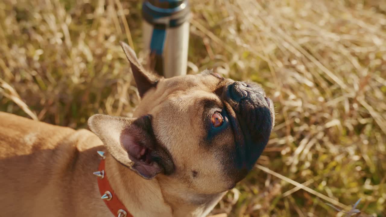 En leken fransk bulldog som nyter en solskinnsdag i gresset, viser frem sine bedårende trekk og uttrykksfulle ansiktsuttrykk, og fanger essensen av hundevennskap og glede i naturlige omgivelser