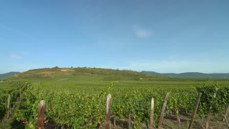 vineyards growing on the hills of hunawihr outskirts in eastern france on sunny clear day