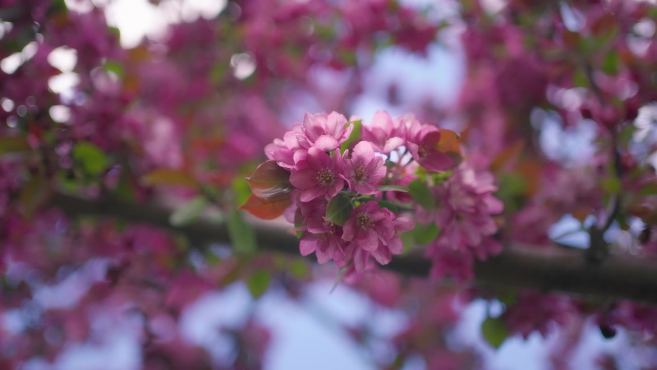 Close up of pink flowers blossoming on a cherry tree in spring