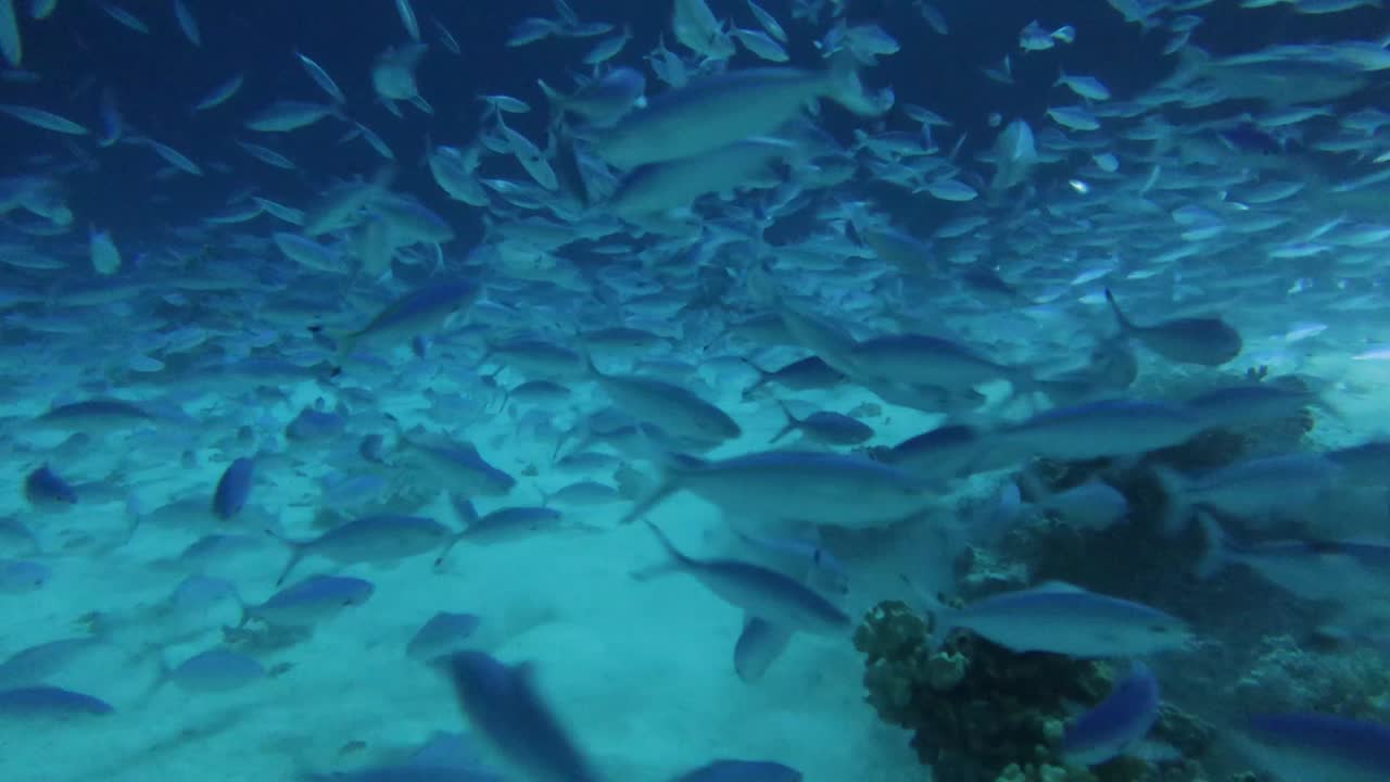 imágenes de video de 4k de un gran número de fusileros alimentándose de un arrecife de coral por la noche en el mar rojo